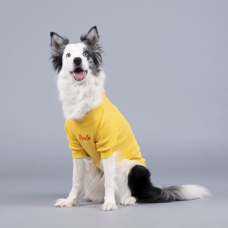 Lindodogs - Flex Little Bit of Sunshine Küçük ve Orta Irk Köpek Tshirt (1)