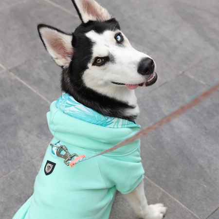 Mint Green Küçük, Orta ve Büyük Irk Köpek Sweatshirt (1)
