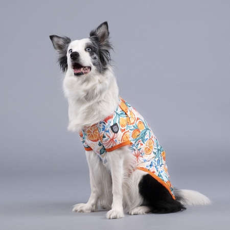 Lindodogs - Orange Blossom Küçük, Orta ve Büyük Irk Köpek Tshirt (1)