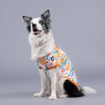 Orange Blossom Küçük, Orta ve Büyük Irk Köpek Tshirt - 2