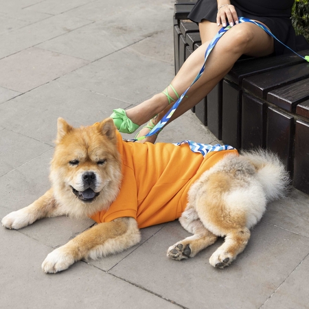 Sydney Küçük, Orta ve Büyük Irk Köpek Sweatshirt (1)